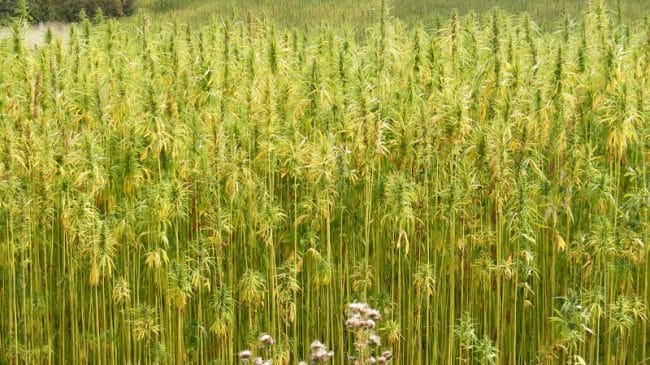 Study: U.S. Hemp Ban Hurts Environment, Economy