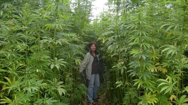 Environmental Costs of Hemp Prohibition in the United States