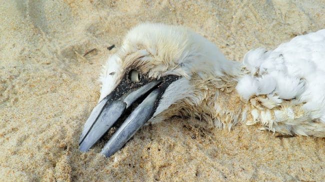 Keystone XL Poses Very Little Danger to Whooping Crane