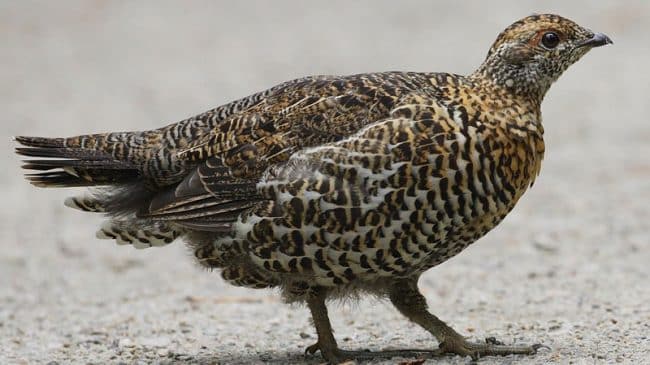 The Best and Worst Parts of the Decision Not to List the Sage Grouse as Endangered