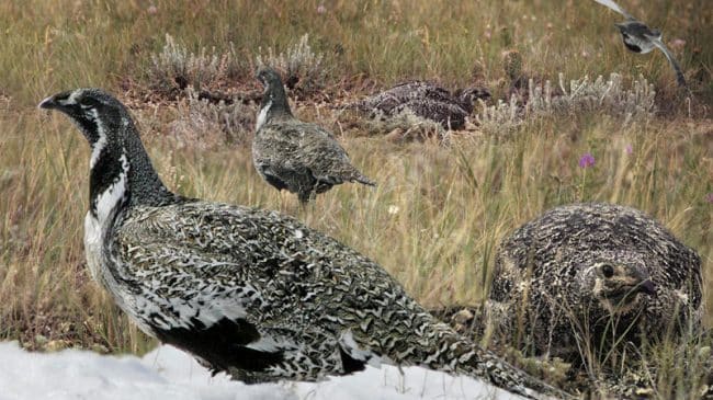 Sage Grouse Conservation: The Proven Successful Approach