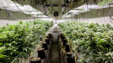 California repeals cannabis cultivation tax