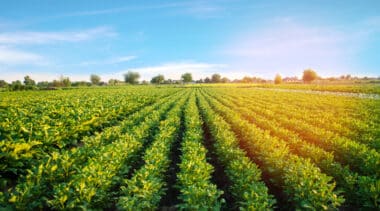 Laserweeding could eventually eliminate the need for many chemical herbicides