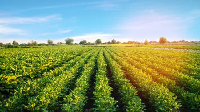 Laserweeding could eventually eliminate the need for many chemical herbicides