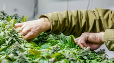 State Residency Requirements For Legal Marijuana Markets Are Unconstitutional