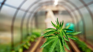 Marijuana Business Insurance: Another Hurdle For Entrepreneurs