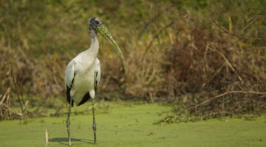 Solving Florida’s Blue-Green Algae Bloom Crisis