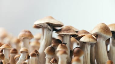 State psychedelics legalization and policy roundup — September 2024