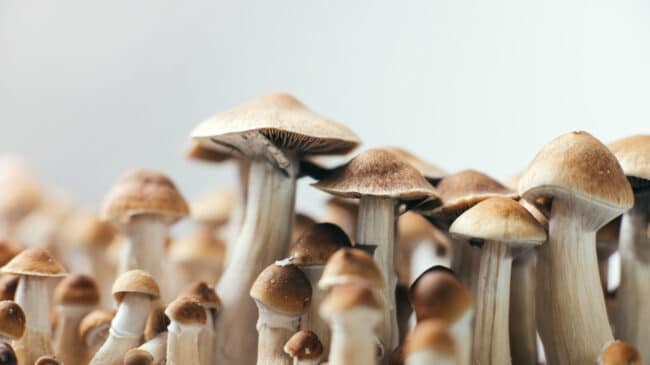 State psychedelics legalization and policy roundup — September 2024