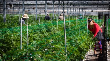 California should eliminate the cannabis cultivation tax and reduce the retail excise tax